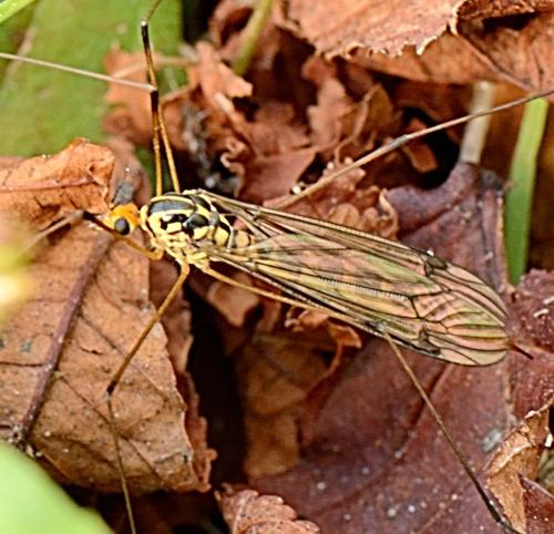 Nephrotoma flavipalpis